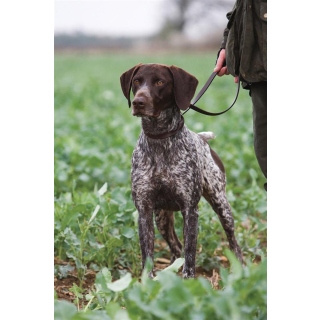 Karte German Pointer