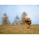 Mystique Rabbit dog dummy khaki