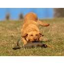 Mystique Rabbit dog dummy khaki