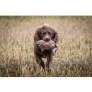 Sporting Saint Dummy Bird Rebhuhn 300g