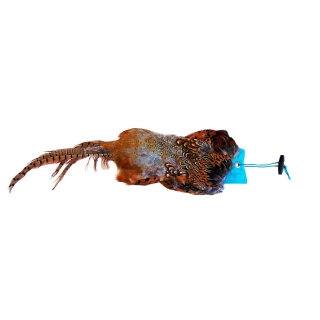 Sporting Saint Fasanenfell mit 500g Dummy